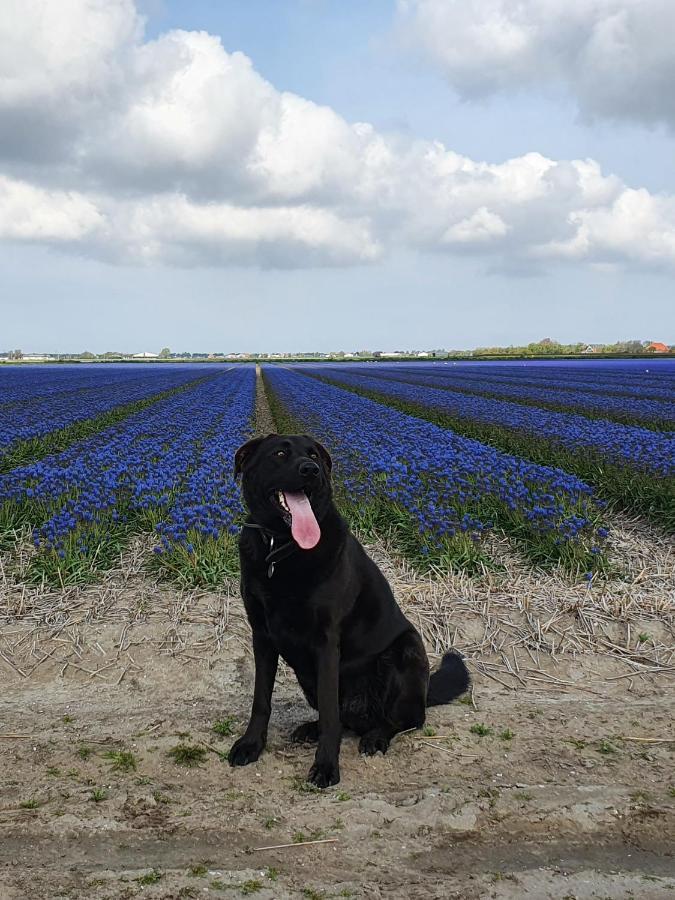 Luxe Vakantiebungalow Met Omheinde Tuin Voor Hond En Kinderen Dirkshorn Ngoại thất bức ảnh